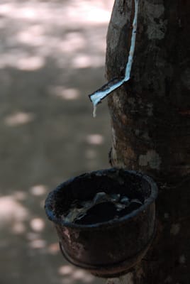 DSC_9648.JPG
