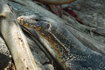 DSC_9690.JPG