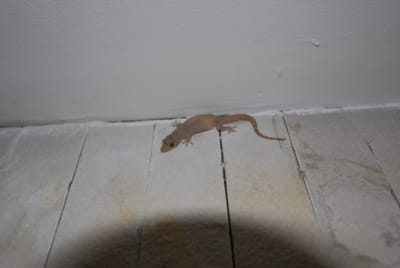 DSC_9745.JPG