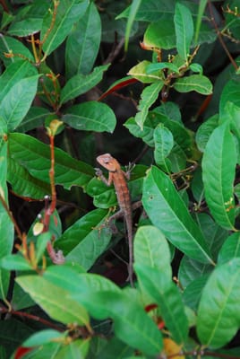 DSC_9820.JPG