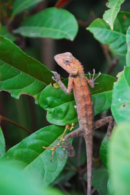 DSC_9822.JPG