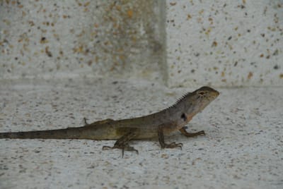 DSC_9825.JPG