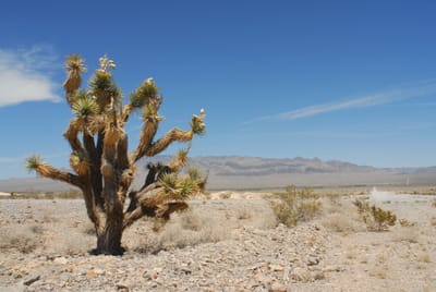 DSC_0705.JPG