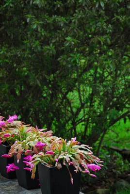 DSC_3906.JPG