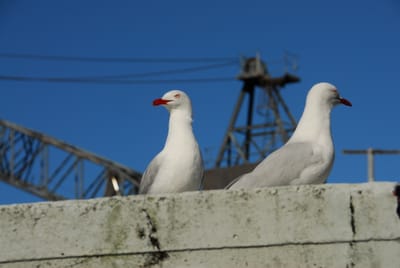 DSC_4234.JPG