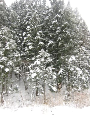 IMG_0085.JPG