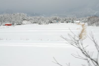 DSC_6466.JPG