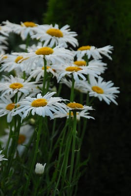 DSC_4411.JPG