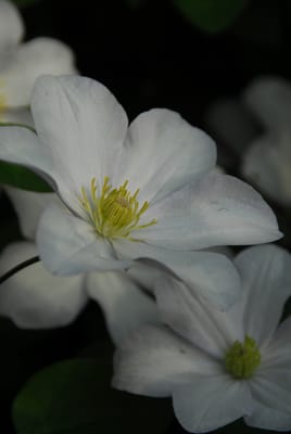 DSC_4413.JPG