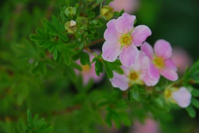 DSC_4414.JPG