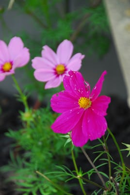 DSC_4419.JPG