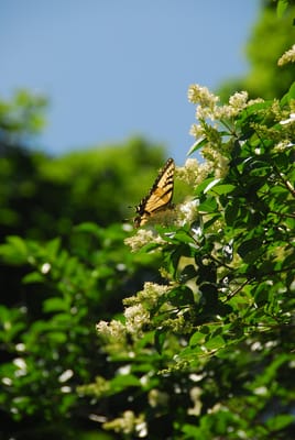 DSC_4620.JPG
