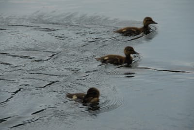 DSC_4747.JPG