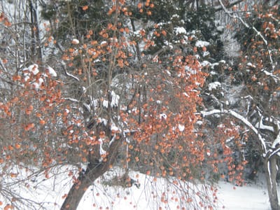 Persimmons1Jan2009.jpg