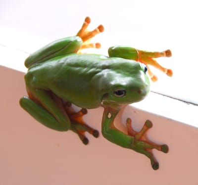 frog1.jpg