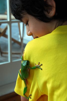 frog2.jpg