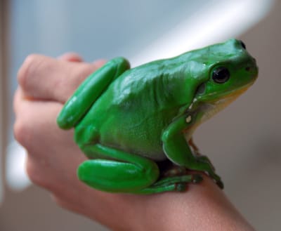 frog3.jpg