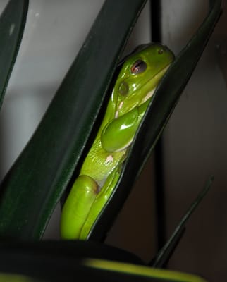 froggy1.jpg