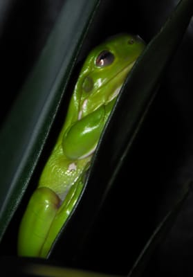 froggy2.jpg