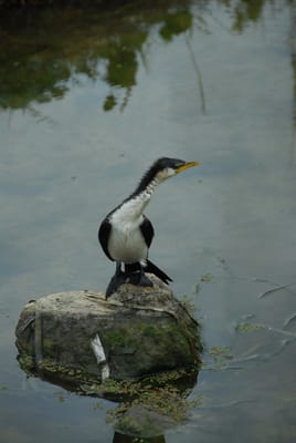 DSC_6782.JPG