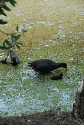 DSC_6785.JPG