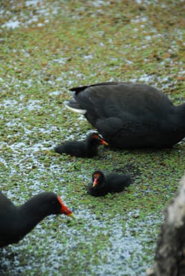 DSC_6786.JPG