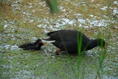 DSC_6788.JPG