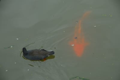 DSC_6794.JPG