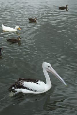 DSC_6799.JPG