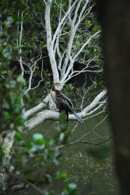 DSC_6802.JPG