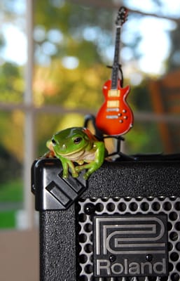 RockinFroggy1.jpg