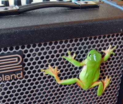 RockinFroggy2.jpg