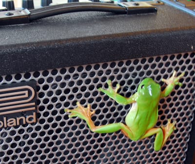 RockinFroggy2_1000.jpg