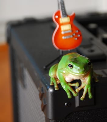 RockinFroggy3.jpg
