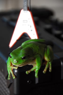 RockinFroggy4.jpg