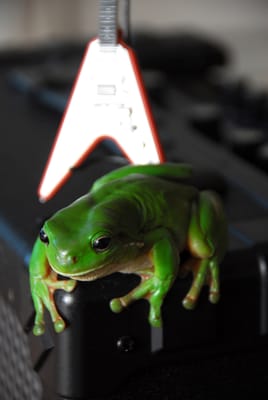 RockinFroggy4_1000.jpg