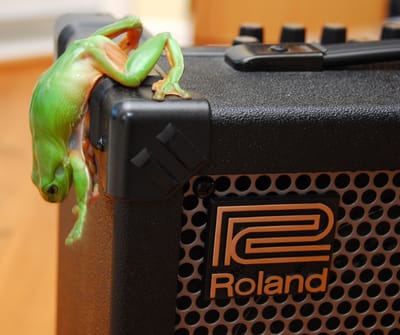 RockinFroggy5.jpg