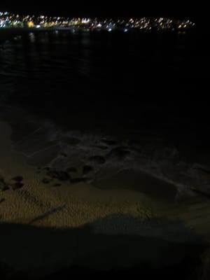 IMG_1785.jpg