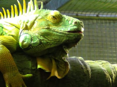 DSC00111.JPG