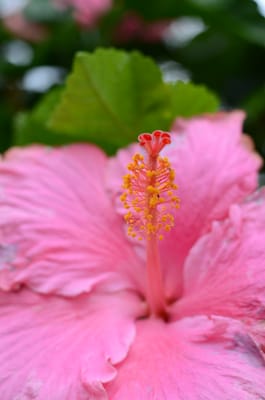 DSC_0238.JPG
