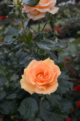 DSC_7389.JPG