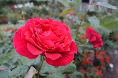 DSC_7390.JPG