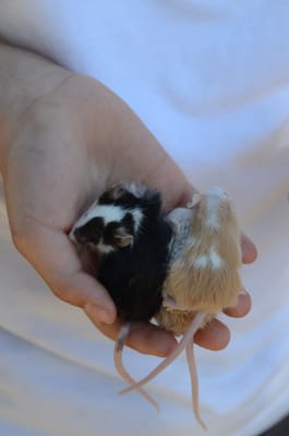 DSC_4554.JPG