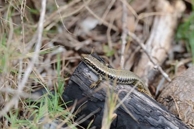 DSC_5779.JPG