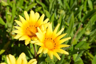 DSC_5924.JPG
