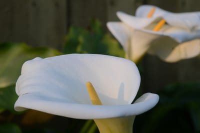 DSC_5946.JPG