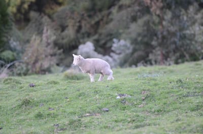 DSC_6113.JPG