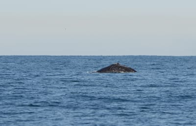 DSC_4098.JPG