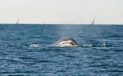 DSC_4107.JPG