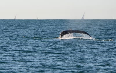 DSC_4109.JPG